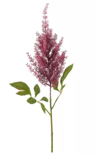 Élethű astilbe (tollbuga) ág lila 70 cm