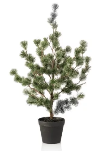 Élethű cédrusfenyő cserépben 80 cm