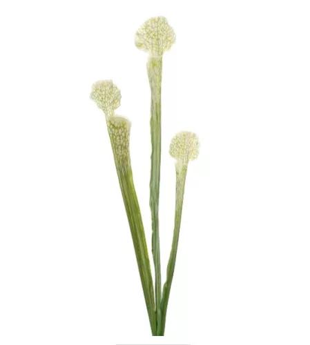 Élethű fehér légycsapó növény (Dionaea) dekor művirág ág 63 cm