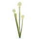 Élethű fehér légycsapó növény (Dionaea) dekor művirág ág 63 cm