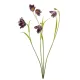 Élethű bordó kockásliliom (Fritillaria) művirág ág 52 cm