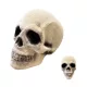 Halloween koponya dekoráció hungarocell 30x21cm
