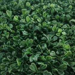 Mirtusz növényfal panel 24×24 cm