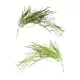 Hullámosfű csokor zöld 2 féle, választható