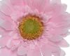 Élethű selyemvirág gerbera világos rózsaszín - 10cm átmérő x 50cm magasság