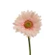 Selyem szálas gerbera barack 10x50cm