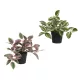 Élethű selyemvirág tradescantia választható színekben - 23cm x 33cm x 20cm