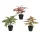 Élethű mű Syngonium szobanövény cserépben zöld és rózsaszín levelekkel 35 cm 3 féle válaszható/db