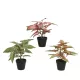 Élethű mű Syngonium szobanövény cserépben zöld és rózsaszín levelekkel 35 cm 3 féle válaszható/db