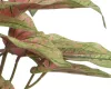 Élethű mű Syngonium szobanövény cserépben zöld és rózsaszín levelekkel 35 cm 3 féle válaszható/db