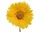 Selyem szálas gerbera sárga 50cm