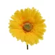 Selyem szálas gerbera sárga 50cm