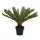 Élethű cycas pálma cserepes 80x60cm