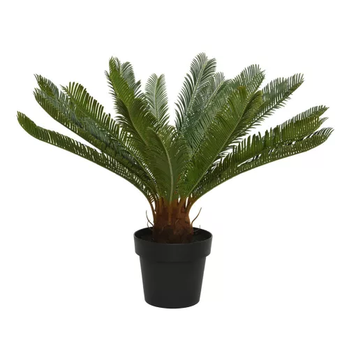 Élethű cycas pálma cserepes 80x60cm