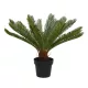 Élethű cycas pálma cserepes 80x60cm