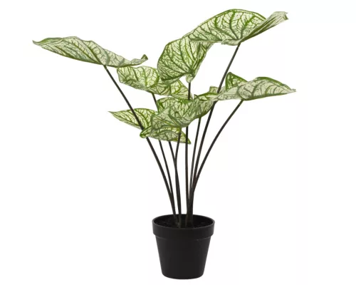 Élethű műnövény caladium cserépben 40x45 cm