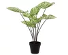 Élethű műnövény caladium cserépben 40x45 cm