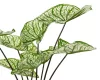 Élethű műnövény caladium cserépben 40x45 cm