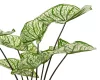 Élethű műnövény caladium cserépben 40x45 cm