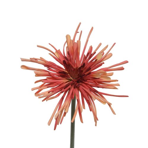 Szálas tűkrizantém narancsos 60cm