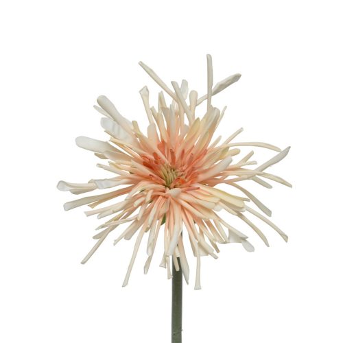 Szálas tűkrizantém barack 60cm