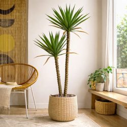 Élethű cserepes yucca pálma dupla törzzsel 125 cm