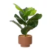Cserepes ficus fa 12x12x33cm