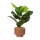 Cserepes ficus fa 12x12x33cm