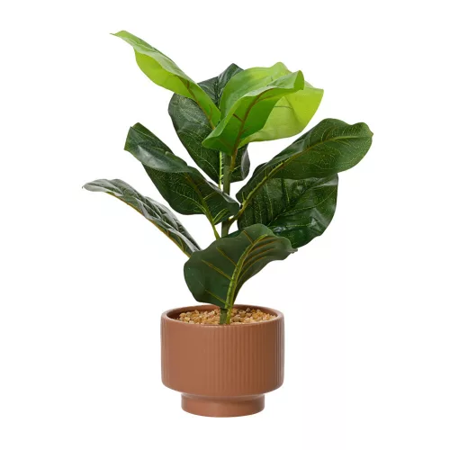 Cserepes ficus fa 12x12x33cm
