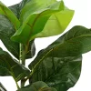 Cserepes ficus fa 12x12x33cm