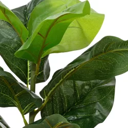 Cserepes ficus fa 12x12x33cm