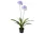 Élethű  agapanthus cserépben lila 80x80x105 cm