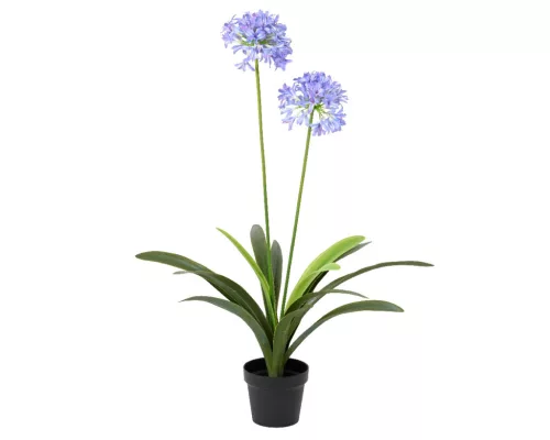 Élethű  agapanthus cserépben lila 80x80x105 cm