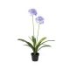 Élethű  agapanthus cserépben lila 80x80x105 cm