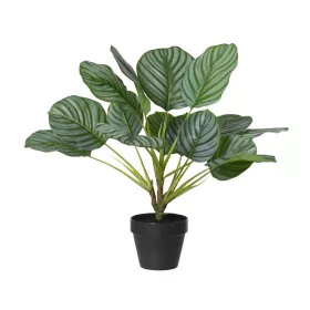   Élethű mű kalatea orbifolia szobanövény cserépben zöld 50 cm