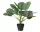 Élethű mű kalatea orbifolia szobanövény cserépben zöld 50 cm