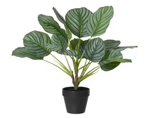 Élethű mű kalatea orbifolia szobanövény cserépben zöld 50 cm
