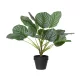 Élethű mű kalatea orbifolia szobanövény cserépben zöld 50 cm