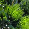Protea csokor sötétzöld 32cm