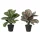 Élethű calathea műnövény cserépben 35 cm  2 féle válaszható/db