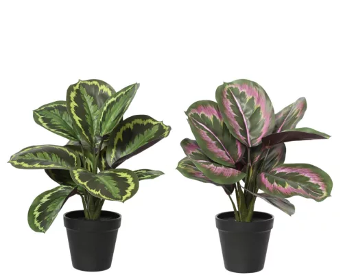 Élethű calathea műnövény cserépben 35 cm  2 féle válaszható/db