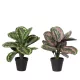 Élethű calathea műnövény cserépben 35 cm  2 féle válaszható/db