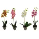 Műnövény orchidea mix 40cm barnás agyagcserépben, választható
