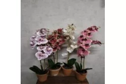 Művirág phanaleopsis (orchidea féle) mix 67cm szürke agyagcserépben
