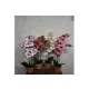 Művirág phanaleopsis (orchidea féle) mix 67cm szürke agyagcserépben