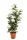Cserepes Hortenzia fehér nagy 140 cm