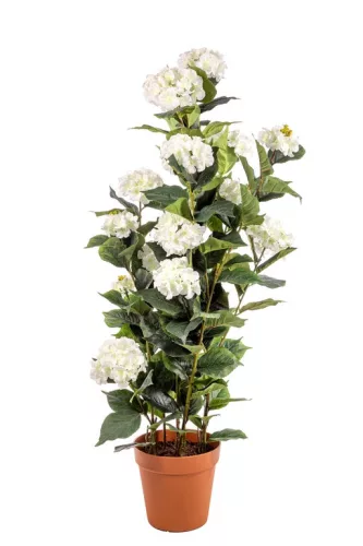 Cserepes Hortenzia fehér nagy 140 cm