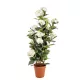 Cserepes Hortenzia fehér nagy 140 cm