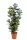 Cserepes Hortenzia kék nagy 140 cm