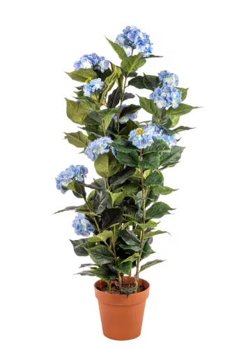 Cserepes Hortenzia kék nagy 140 cm